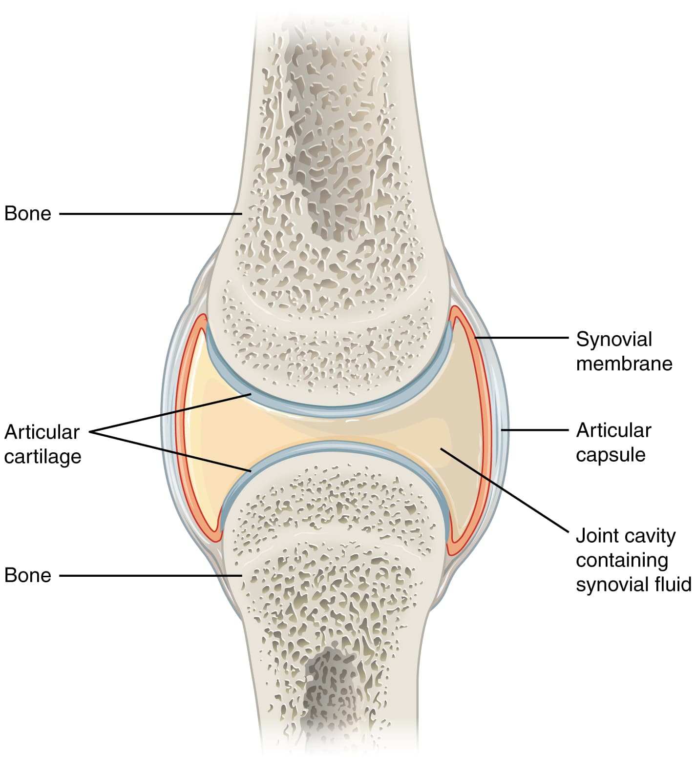 Corte de uma articulação sinovial, mostrando cartilagem articular e líquido sinovial.
