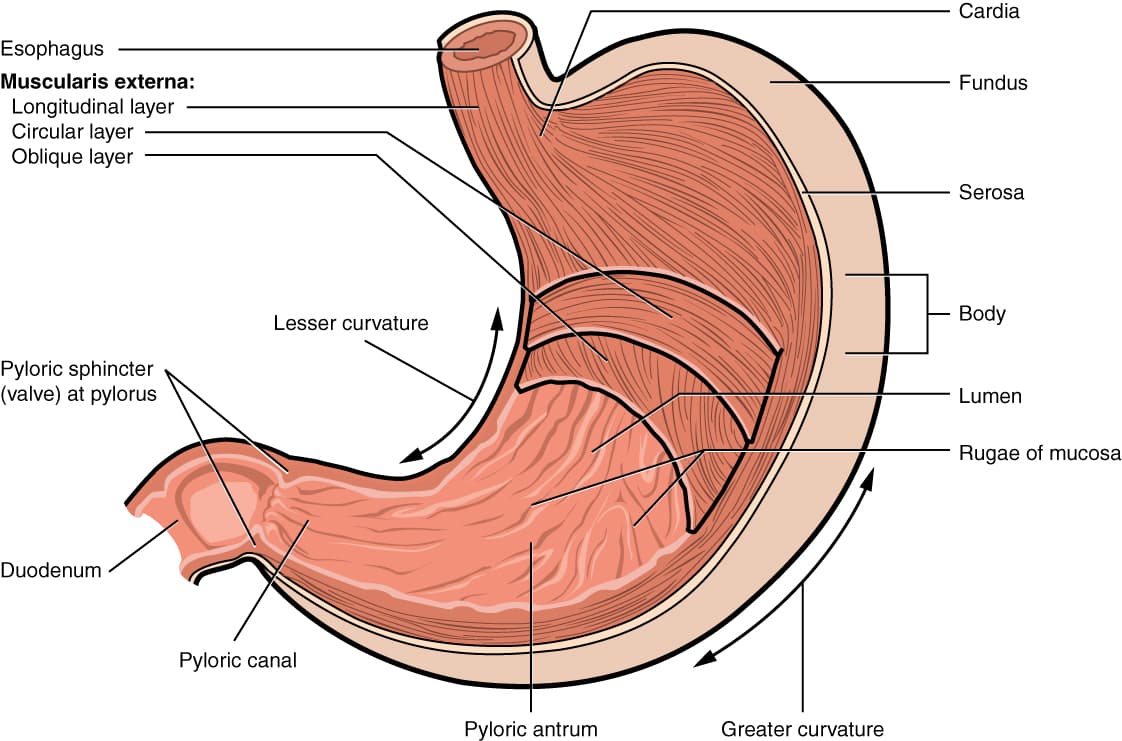 As regiões do estômago — cárdia, fundo, corpo, antro e piloro — e as camadas musculares que produzem os movimentos de mistura e digestão do alimento.