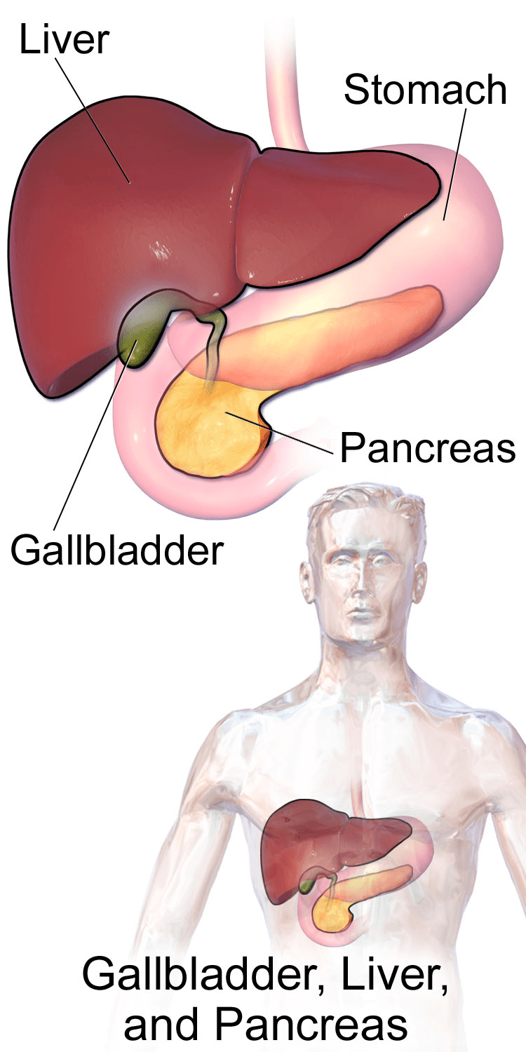 O fígado, a vesícula biliar e o pâncreas trabalham juntos na digestão — o fígado produz a bile, armazenada na vesícula, que é liberada no intestino junto com enzimas do pâncreas.