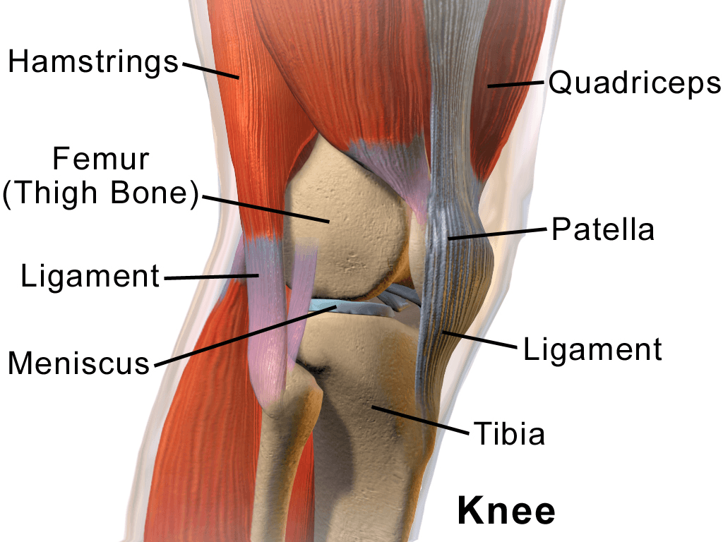 Anatomia do joelho, com destaque para ligamentos e menisco.
