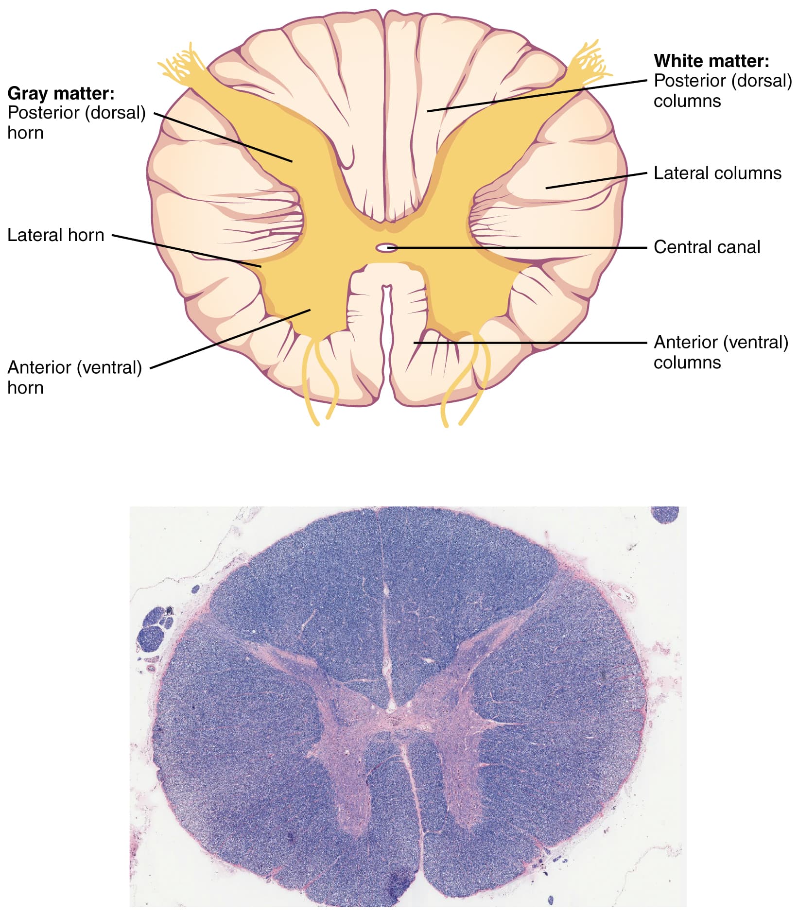 Corte transversal da medula espinhal, mostrando substância cinzenta e branca.