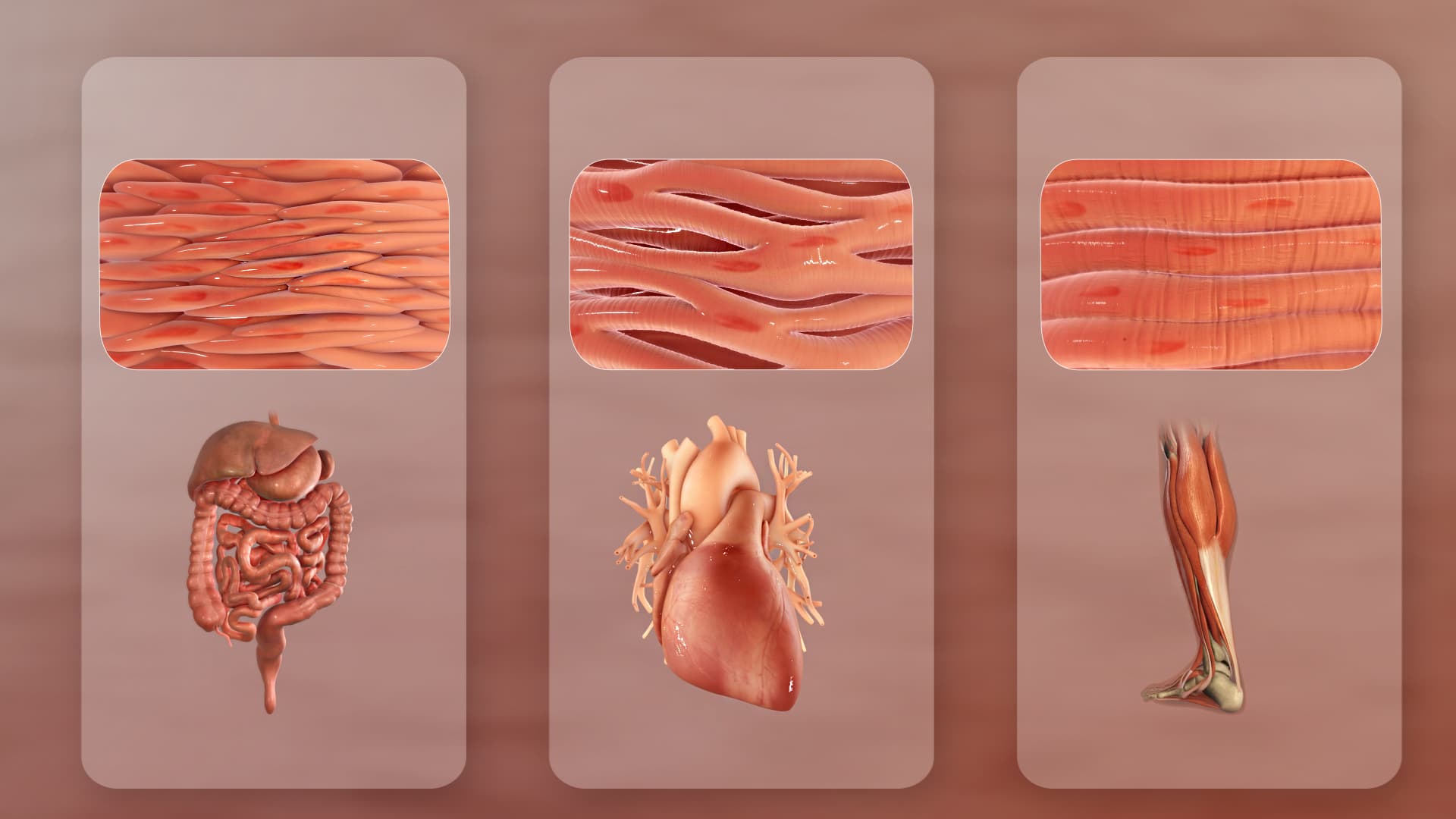 Os três tipos de tecido muscular, cada um associado a um órgão diferente: liso (intestino), cardíaco (coração) e esquelético (perna) — cada tipo tem estrutura própria e diferente grau de controle voluntário.