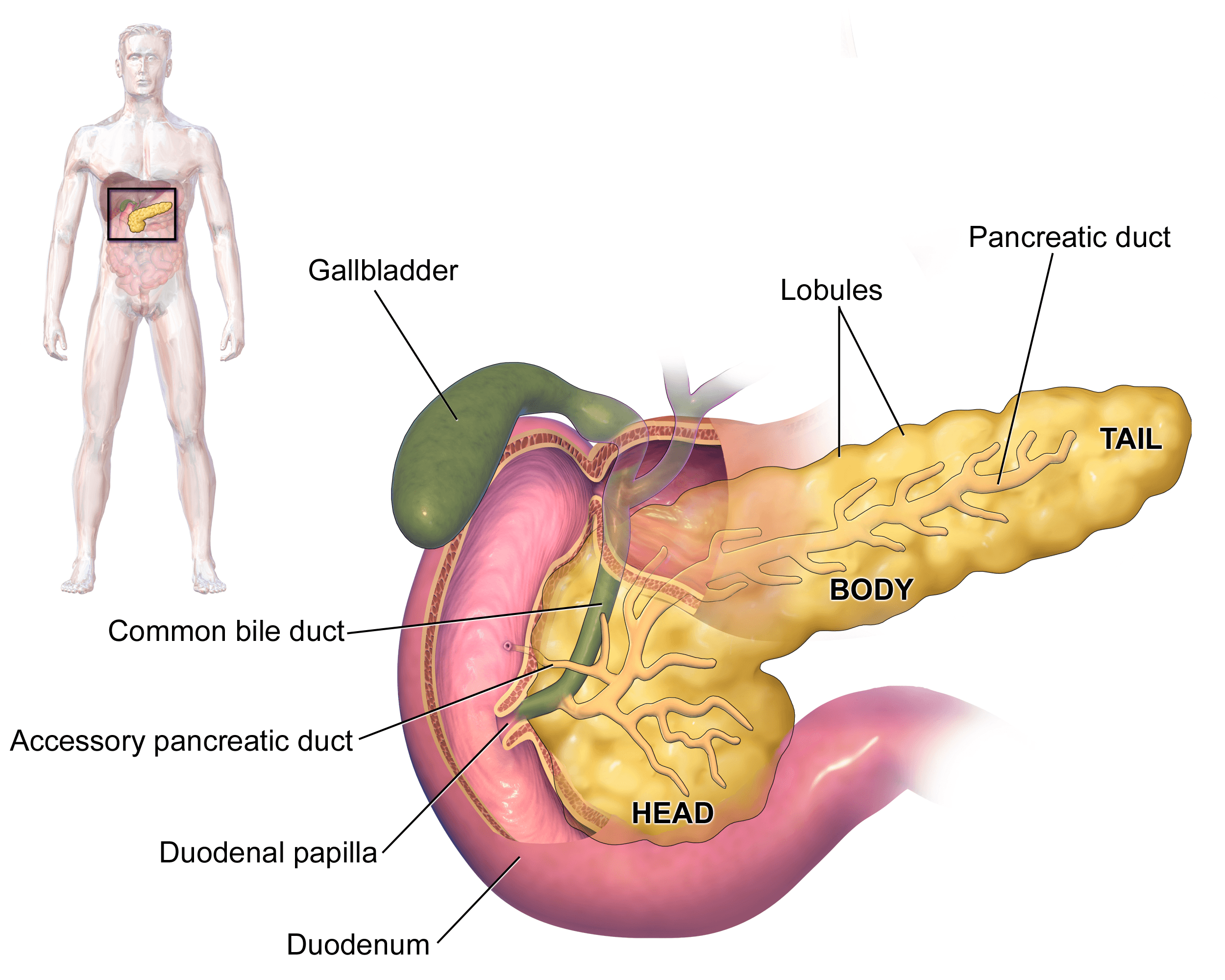 O pâncreas é dividido em cabeça, corpo e cauda, com um ducto central que drena as enzimas digestivas produzidas pelos lóbulos até o duodeno.
