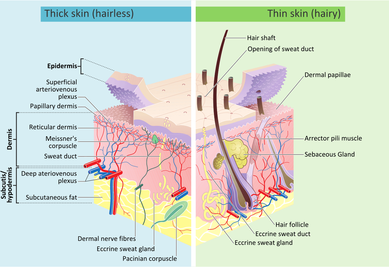 As três camadas da pele — epiderme, derme e hipoderme — e suas estruturas associadas, como folículos pilosos, glândulas sudoríparas e receptores sensoriais.