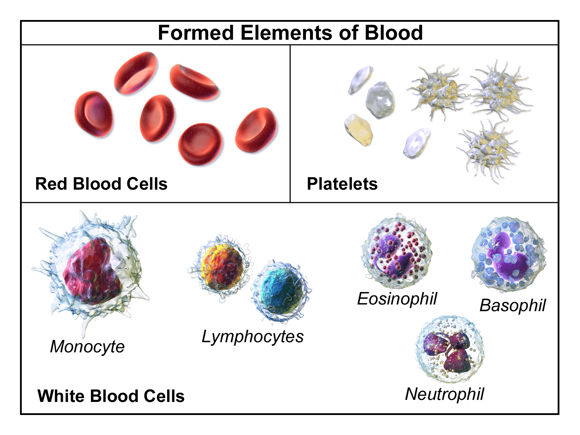 Os elementos figurados do sangue: hemácias, plaquetas e os cinco tipos de leucócitos (monócito, linfócitos, eosinófilo, basófilo e neutrófilo), cada um com uma função diferente na defesa e na coagulação.