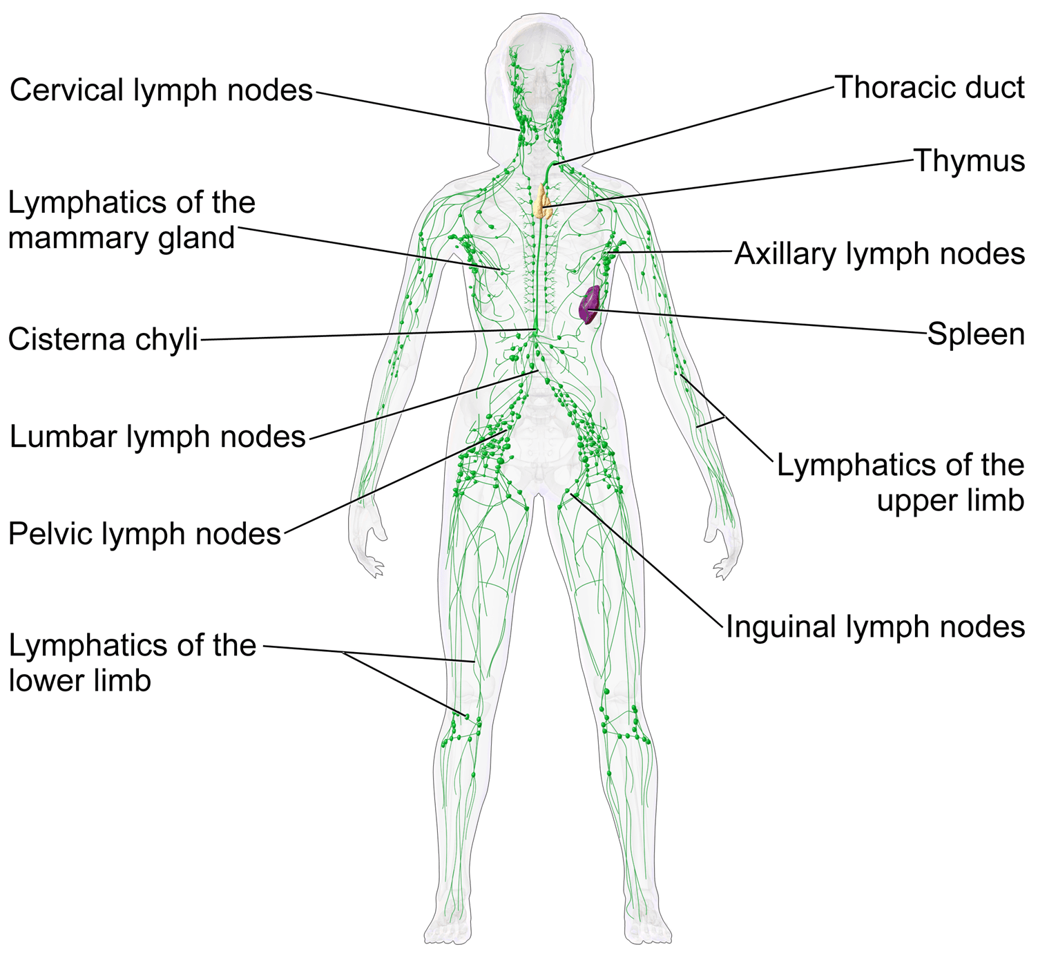 Os principais grupos de linfonodos do corpo (cervical, axilar, inguinal, entre outros), o baço, o timo e o trajeto dos vasos linfáticos até o ducto torácico.