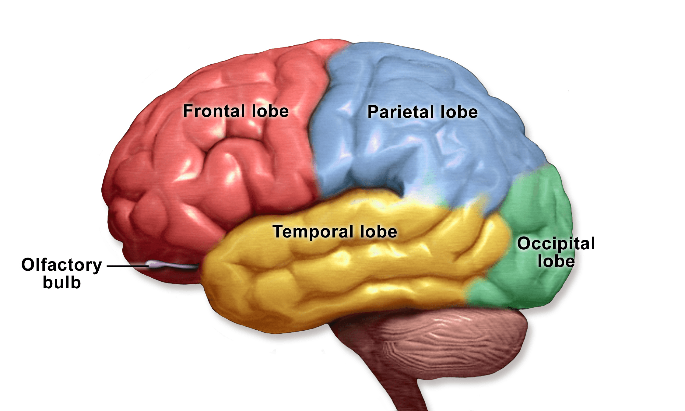 Os quatro lobos principais do cérebro — frontal, parietal, temporal e occipital — cada um associado a funções predominantes diferentes.