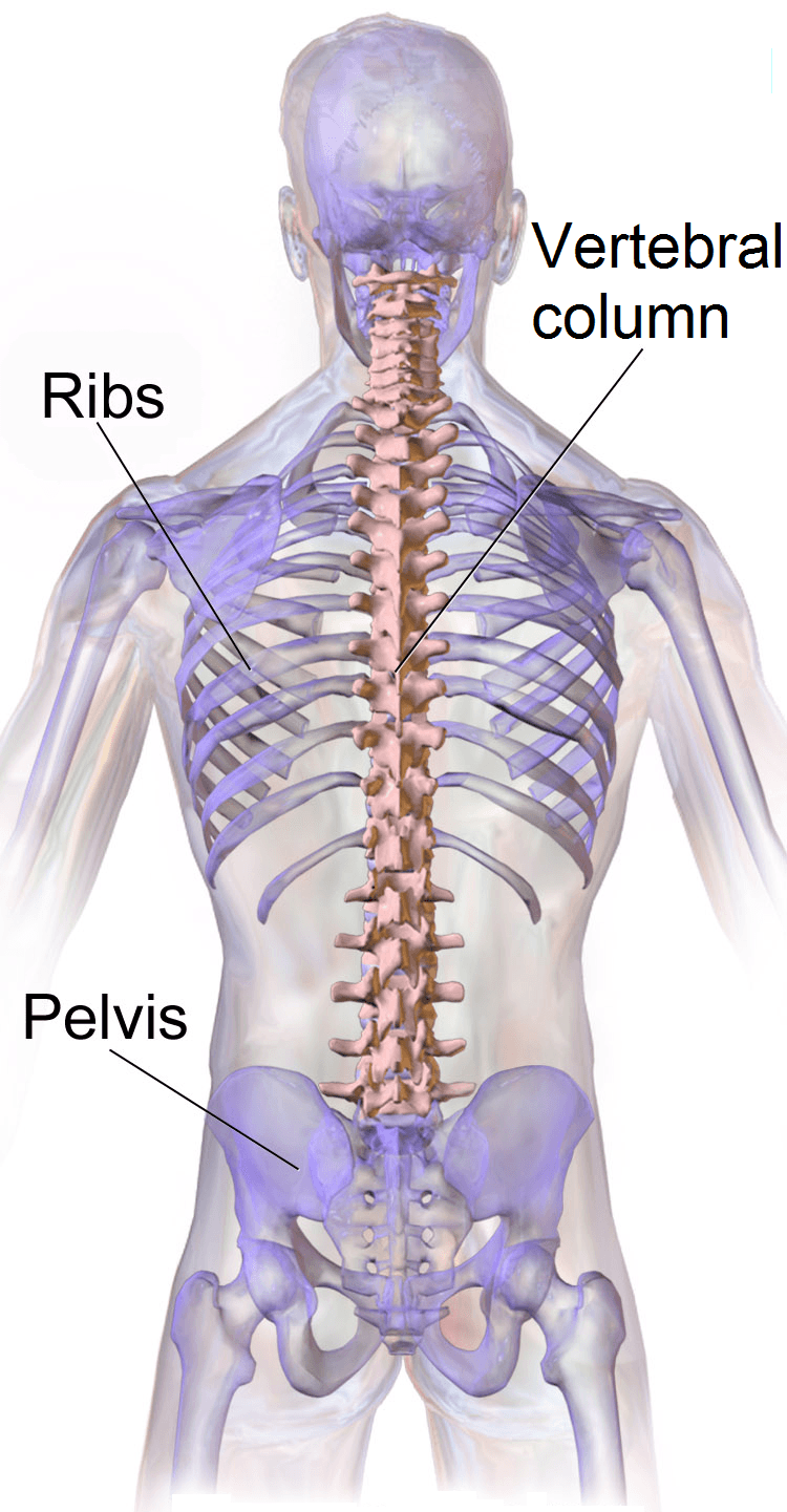 Coluna vertebral e suas regiões: cervical, torácica, lombar, sacral e coccígea.