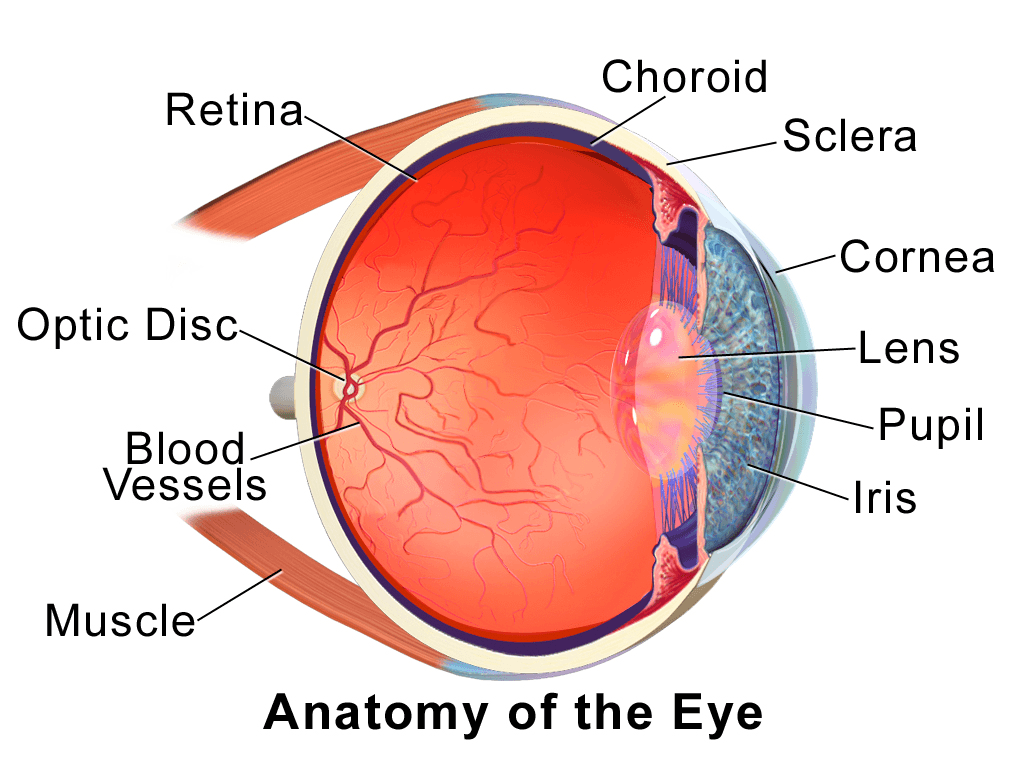 Corte do olho mostrando a córnea e o cristalino, que focam a luz sobre a retina, no fundo do olho — é lá que a imagem é convertida em sinal nervoso enviado ao cérebro.