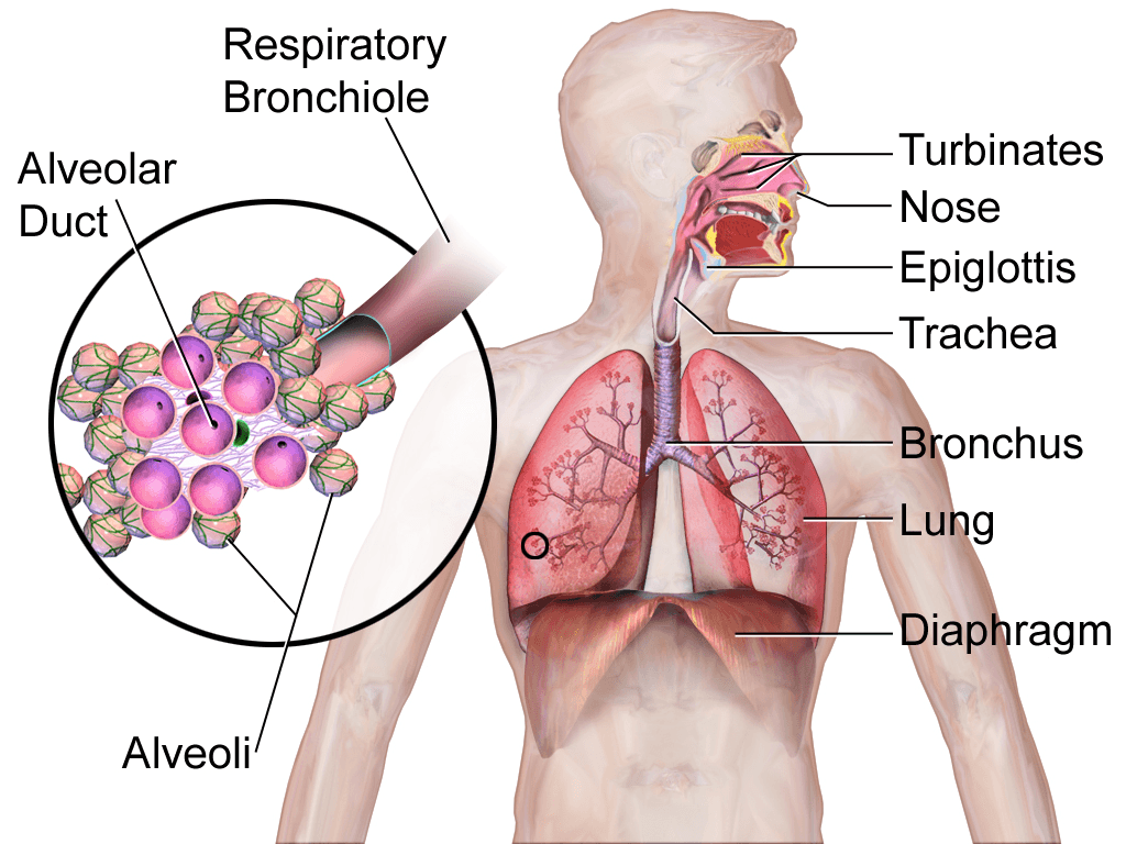 Sistema respiratório, das vias aéreas superiores aos pulmões.