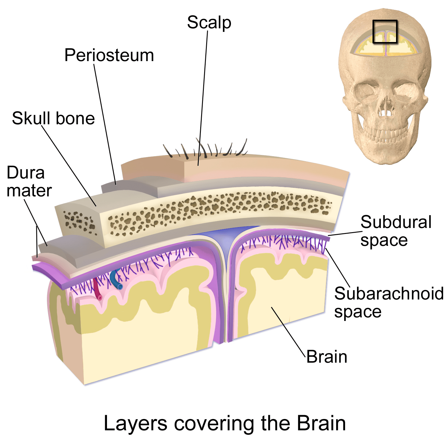 As meninges são as três camadas de tecido que envolvem o cérebro e a medula espinhal — é justamente essa região que a meningite bacteriana infecta e inflama.